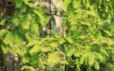 Metasequoia glyptostroboides. Веточки с молодыми шишками. Южный берег Крыма, Никитский ботанический сад, экспозиция \"Райский сад\". 14 мая 2014 г.