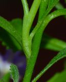 Scaevola humilis