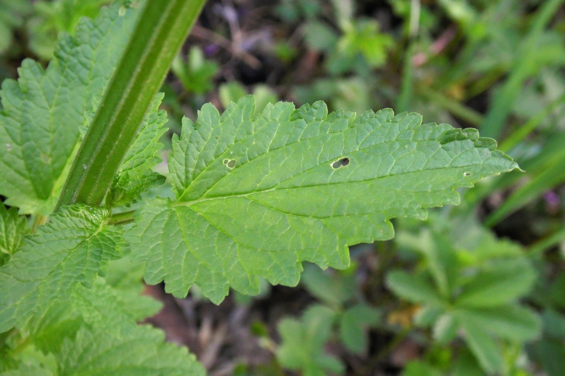 Image of Scrophularia scopolii specimen.