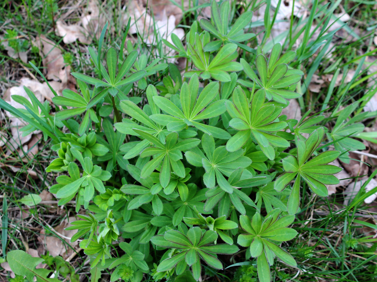 Изображение особи Lupinus polyphyllus.