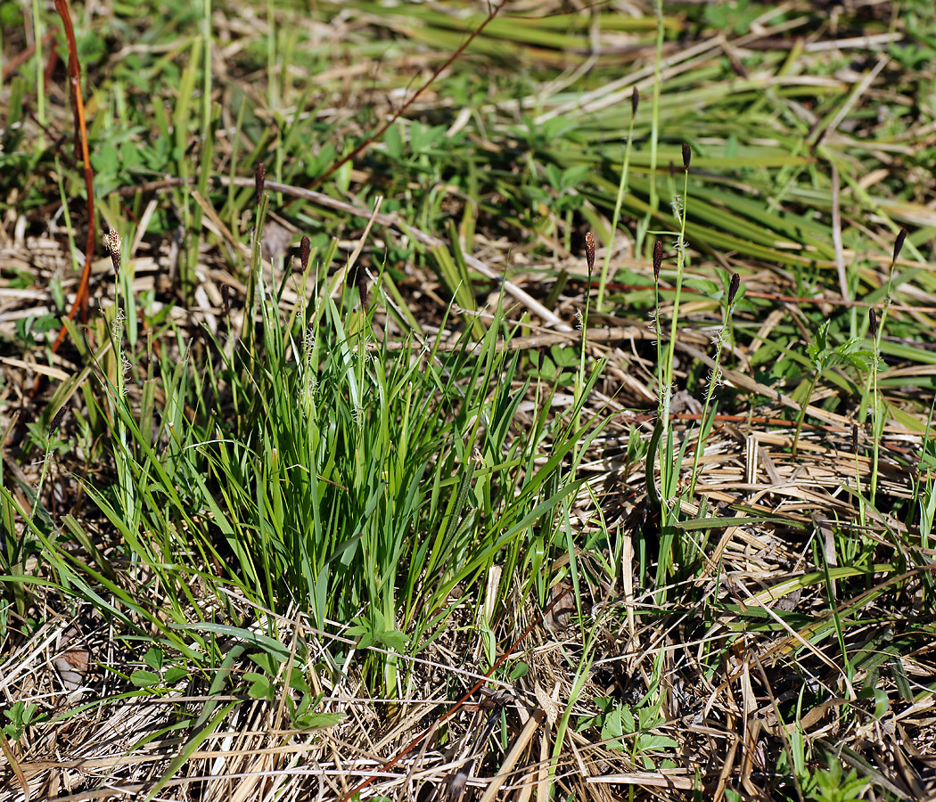 Image of Carex pilosa specimen.