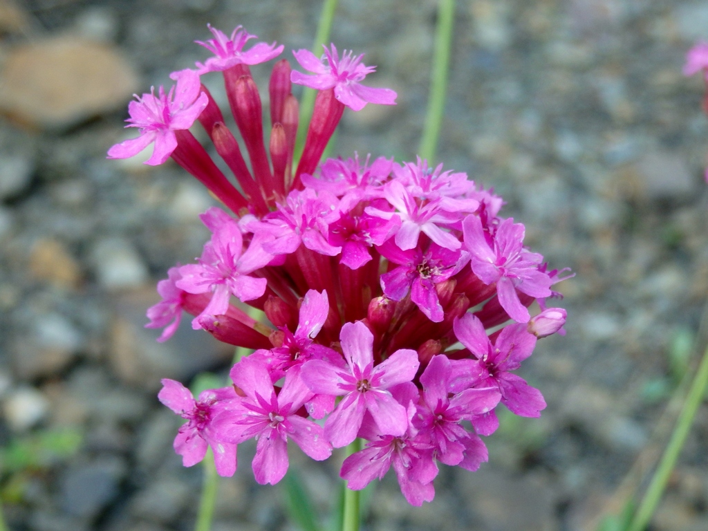 Image of Silene compacta specimen.