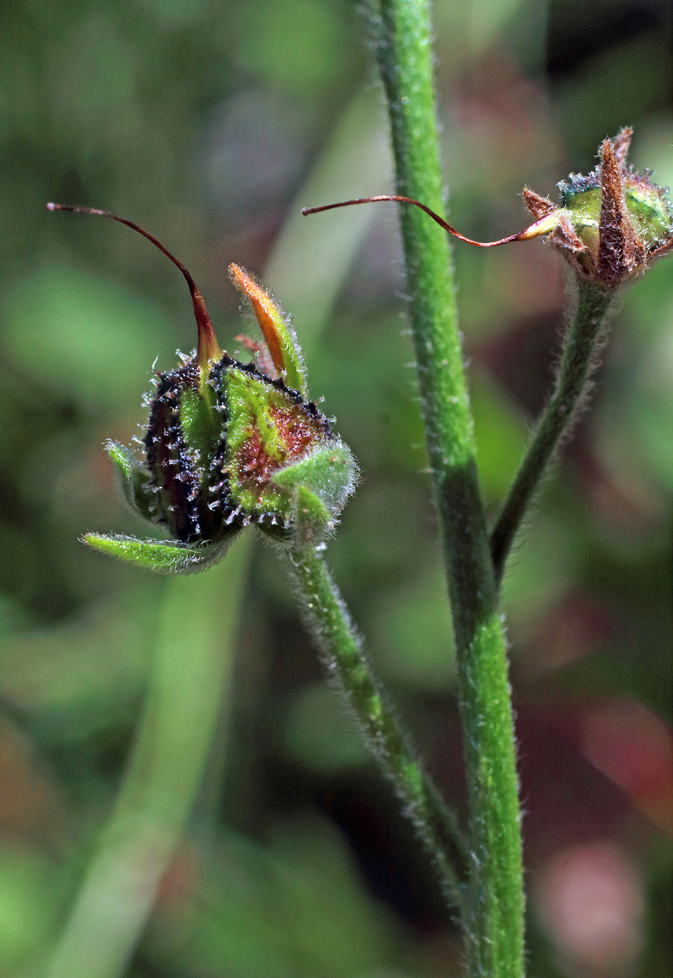 Image of Lindelofia tschimganica specimen.