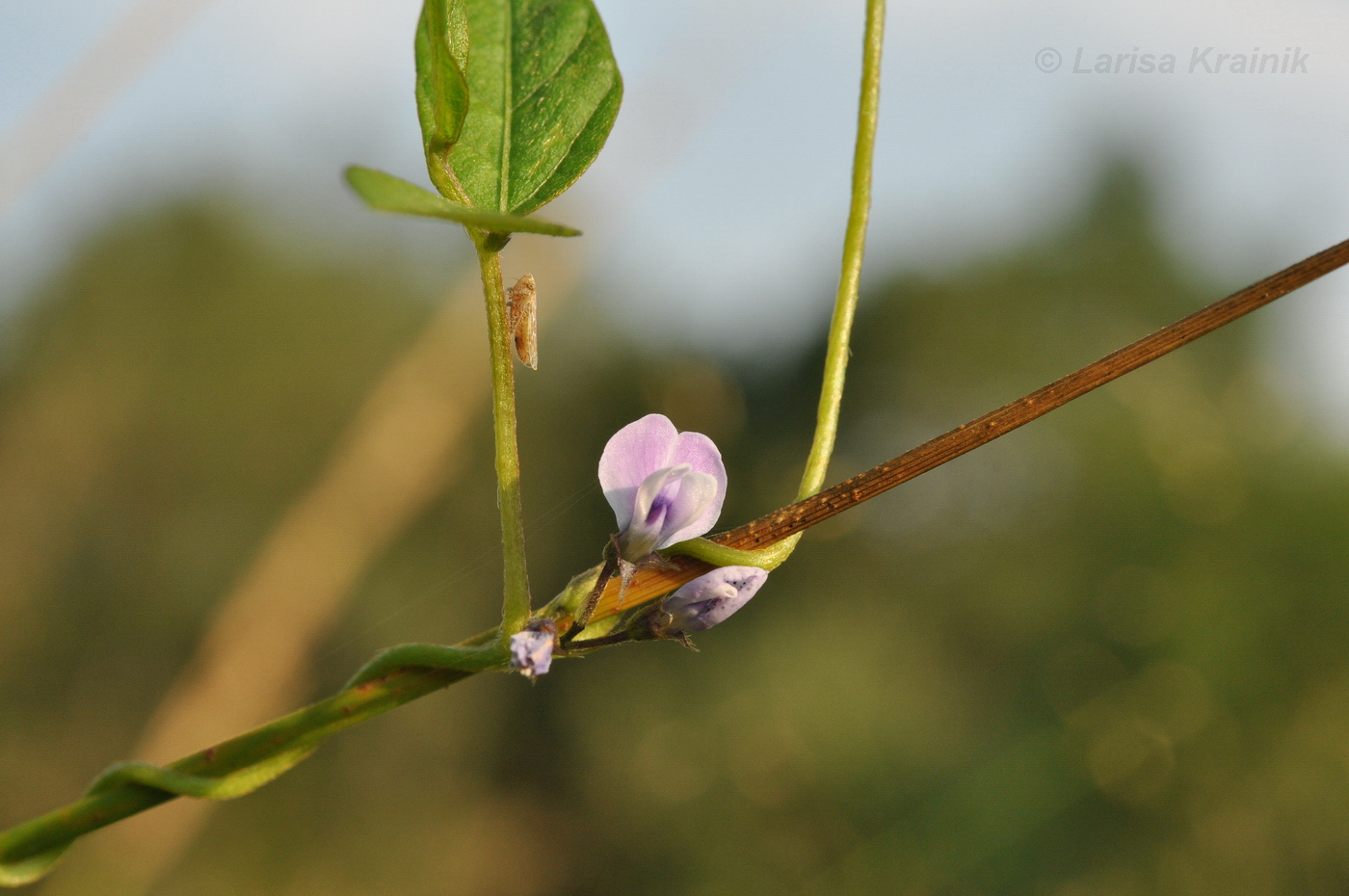 Изображение особи Glycine soja.