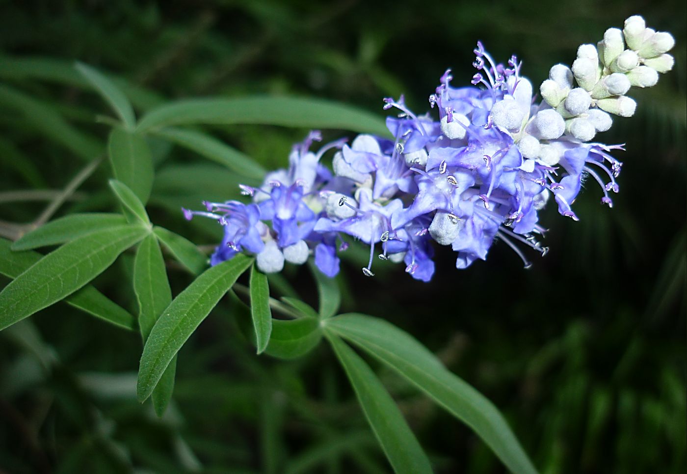 Изображение особи Vitex agnus-castus.