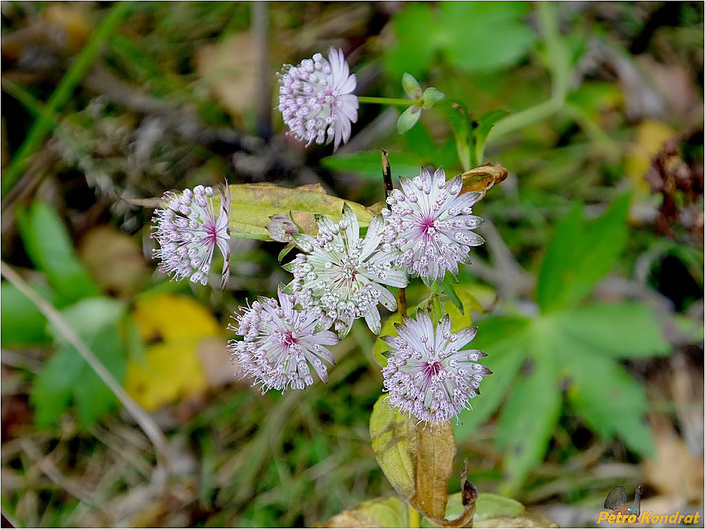 Изображение особи Astrantia major.