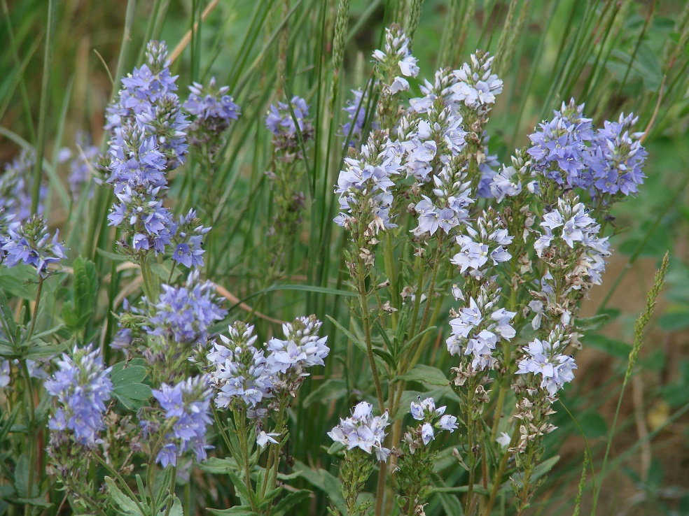 Изображение особи Veronica prostrata.