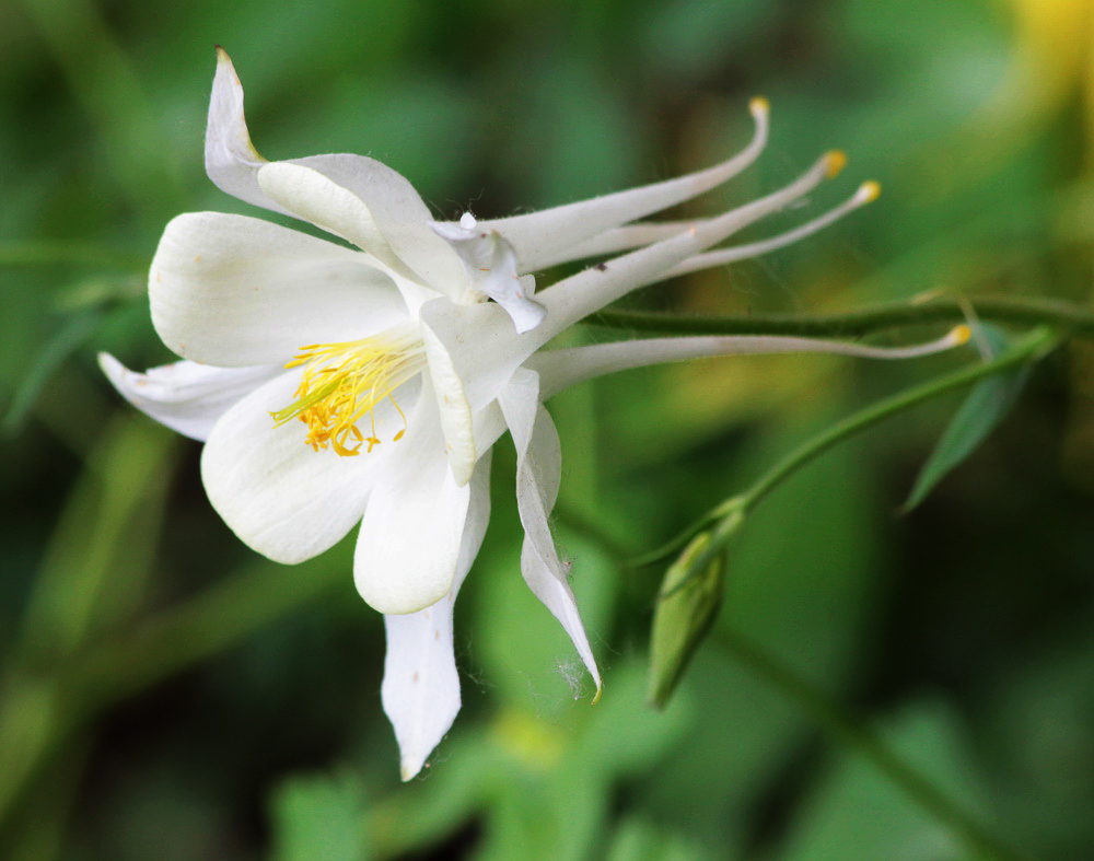 Image of Aquilegia coerulea specimen.