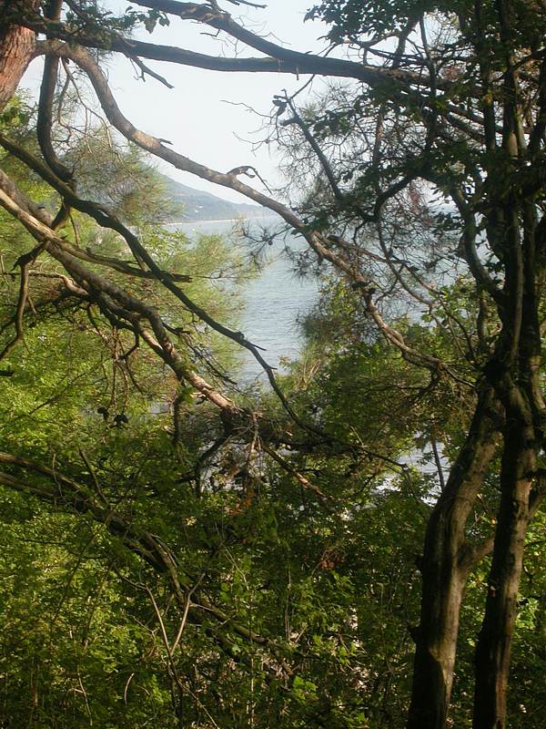 Image of Pinus pityusa specimen.