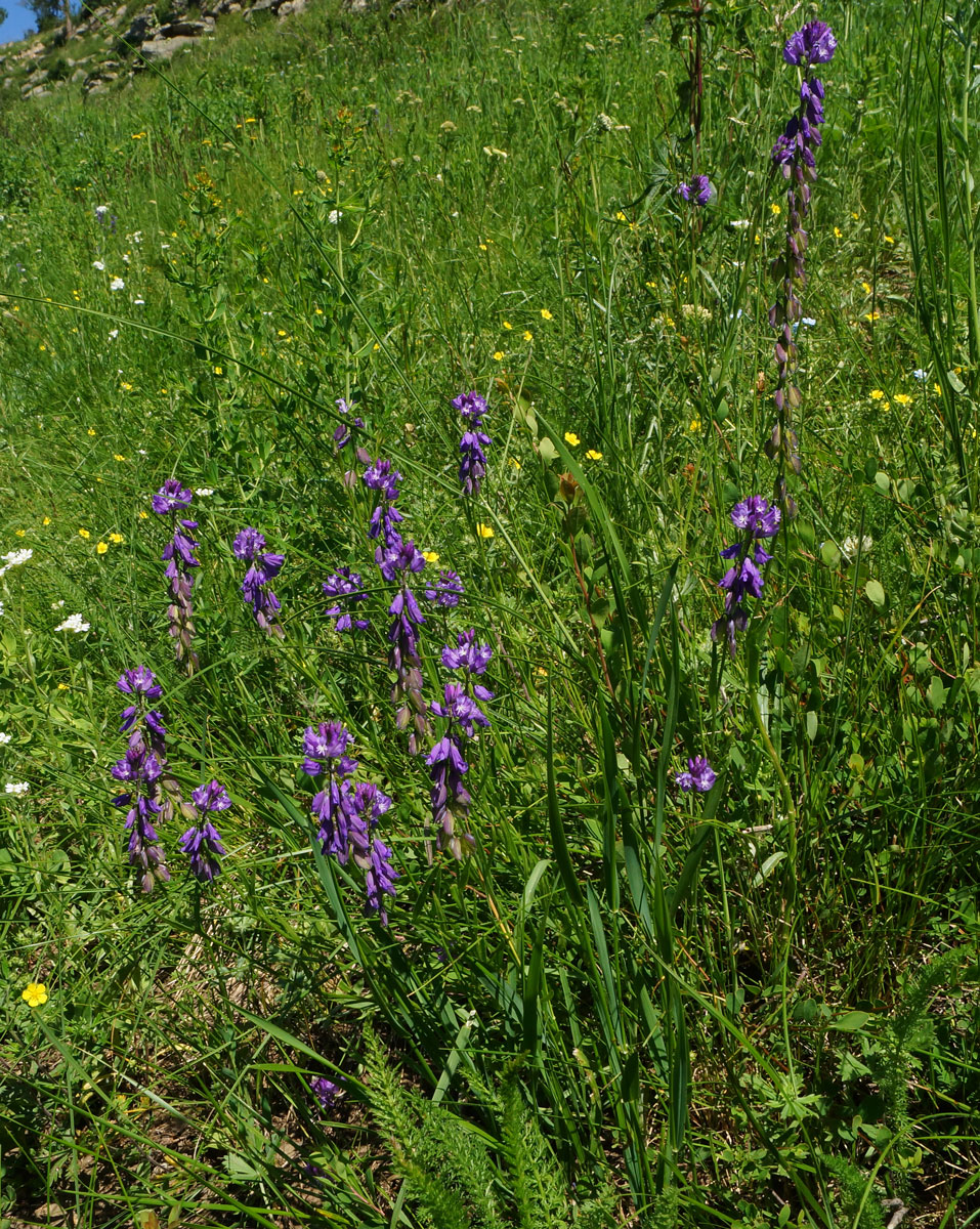 Image of Polygala comosa specimen.