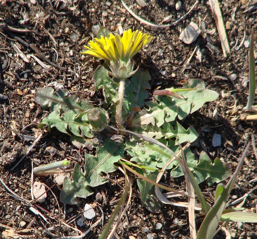 Image of genus Taraxacum specimen.