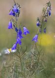 Смотреть изображение Adenophora gmelinii