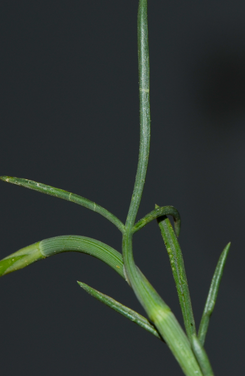 Image of Deverra triradiata specimen.