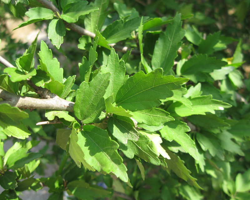 Image of Hibiscus syriacus specimen.