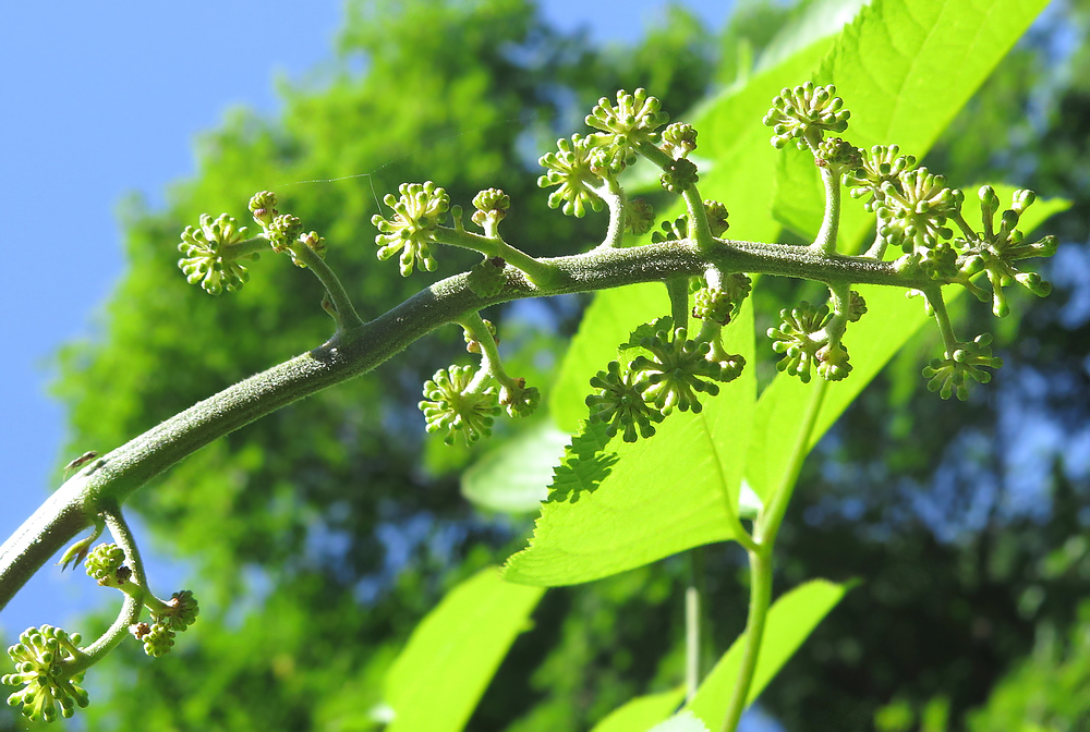 Image of Aralia continentalis specimen.