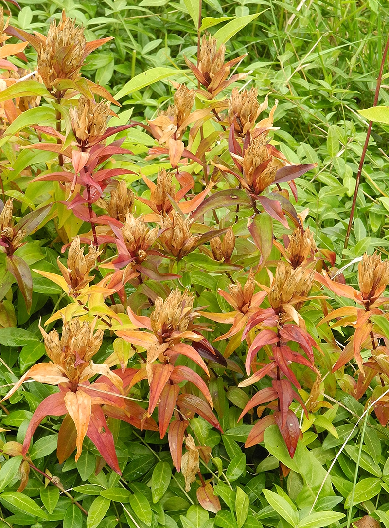 Image of Gentiana septemfida specimen.