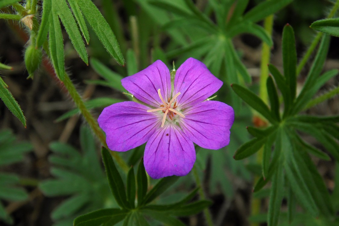 Image of Geranium sanguineum specimen.