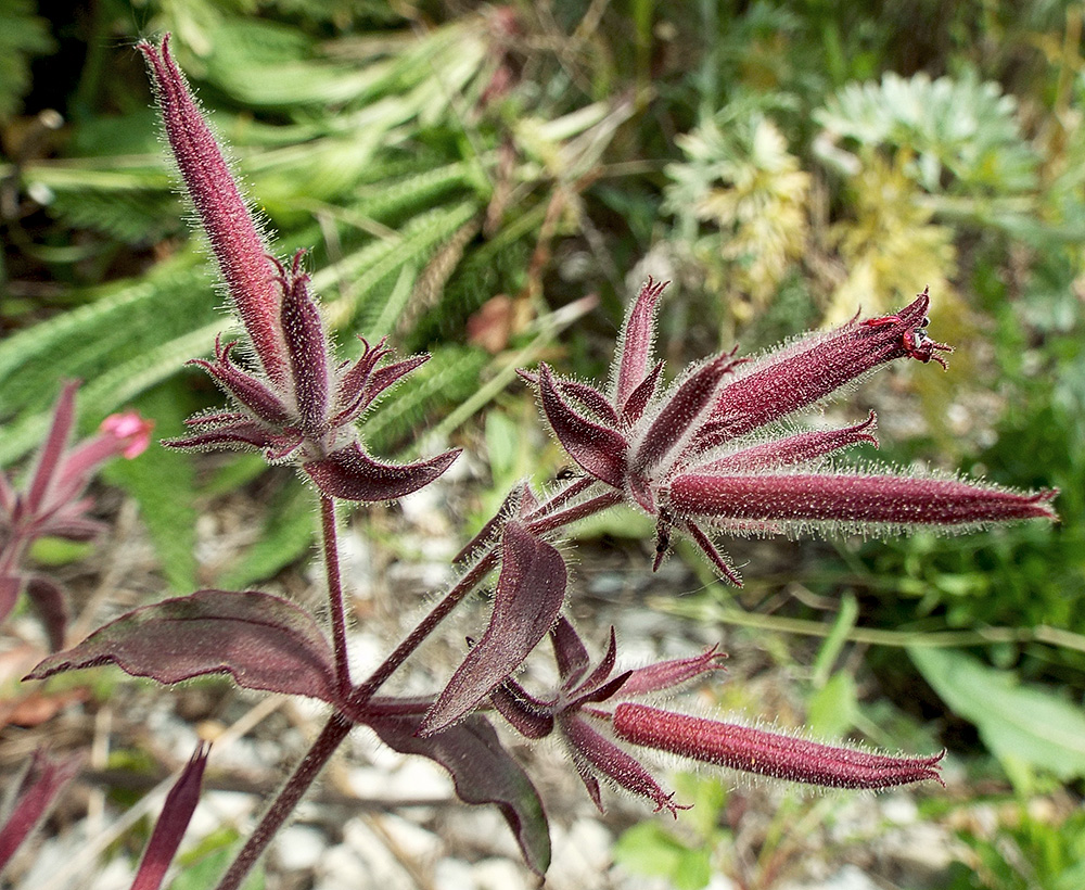 Изображение особи Saponaria glutinosa.