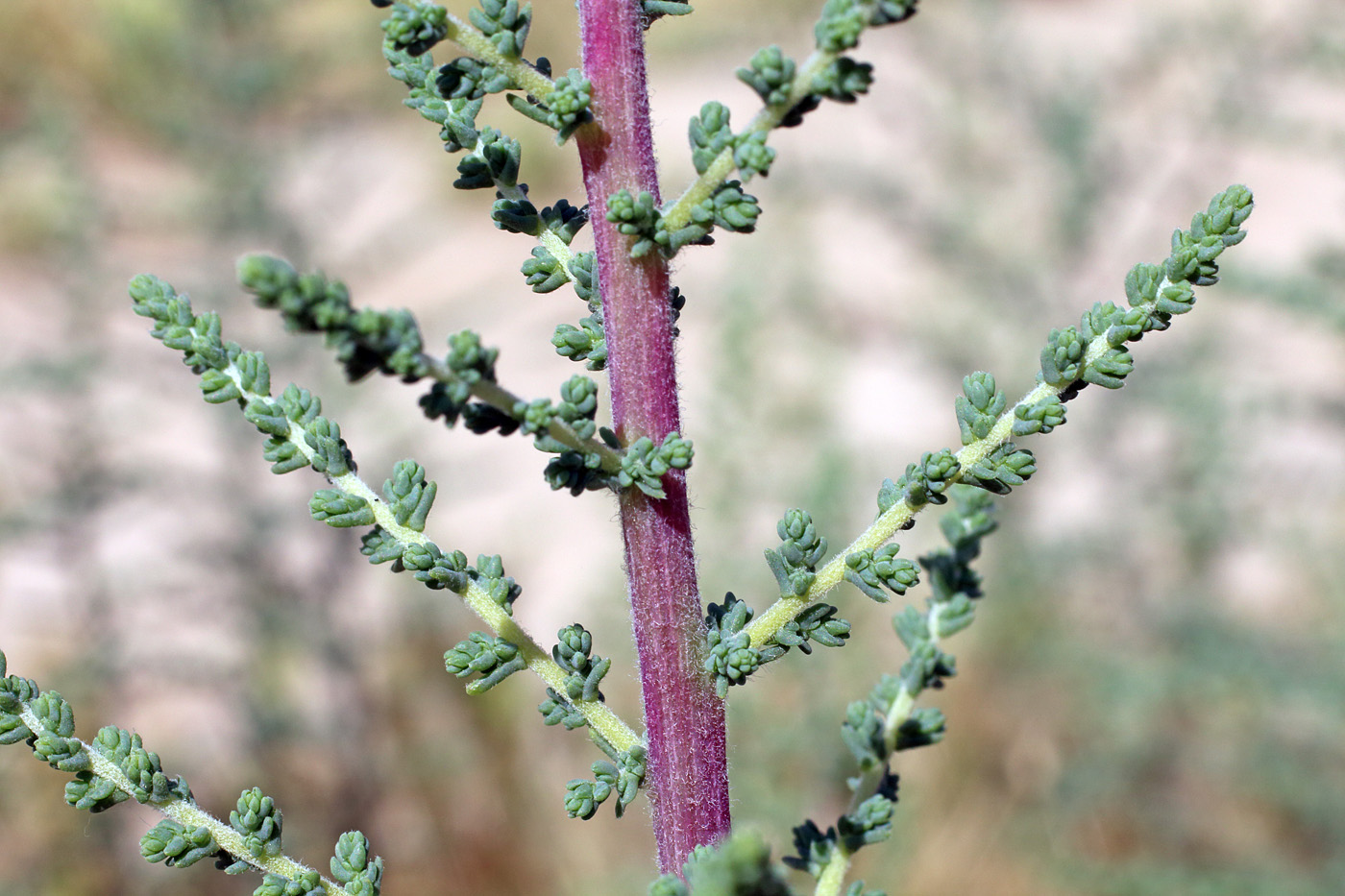 Image of Salsola dendroides specimen.