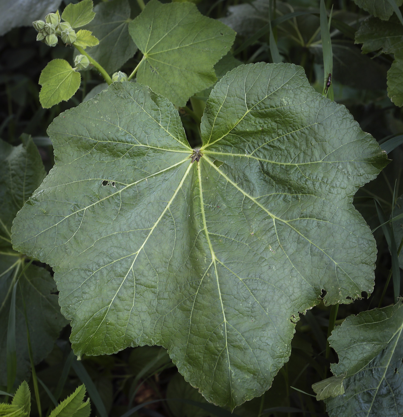 Image of Alcea rosea specimen.