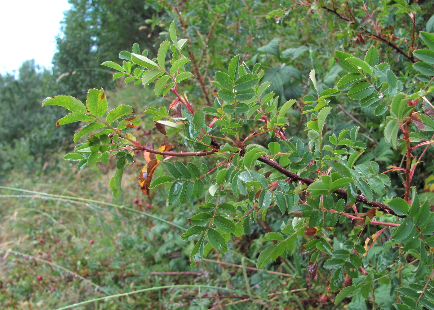 Image of Rosa spinosissima specimen.