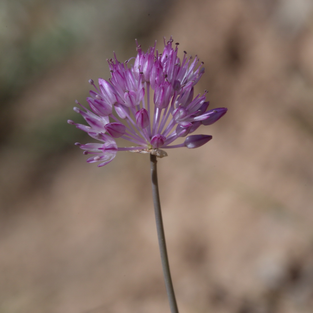 Image of Allium caricifolium specimen.