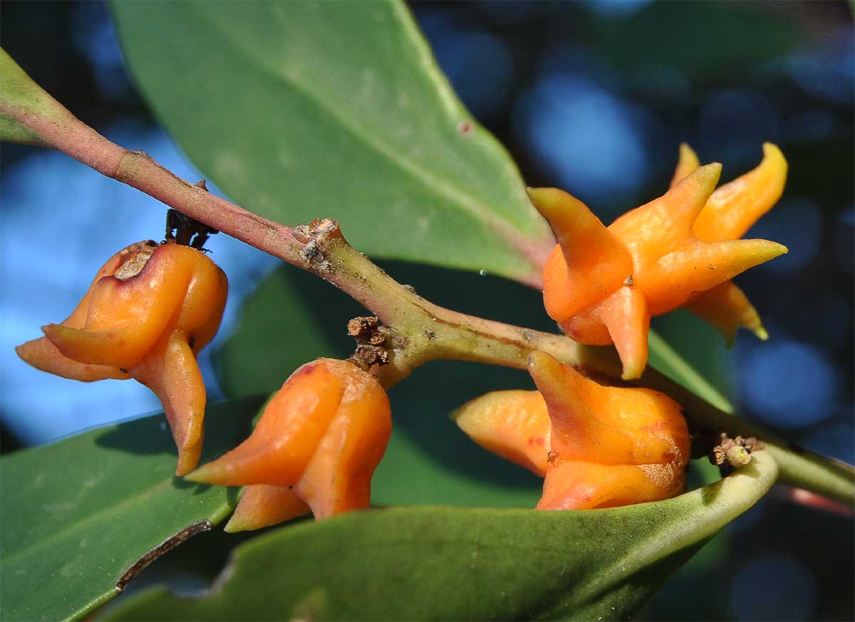 Изображение особи Pterocelastrus tricuspidatus.