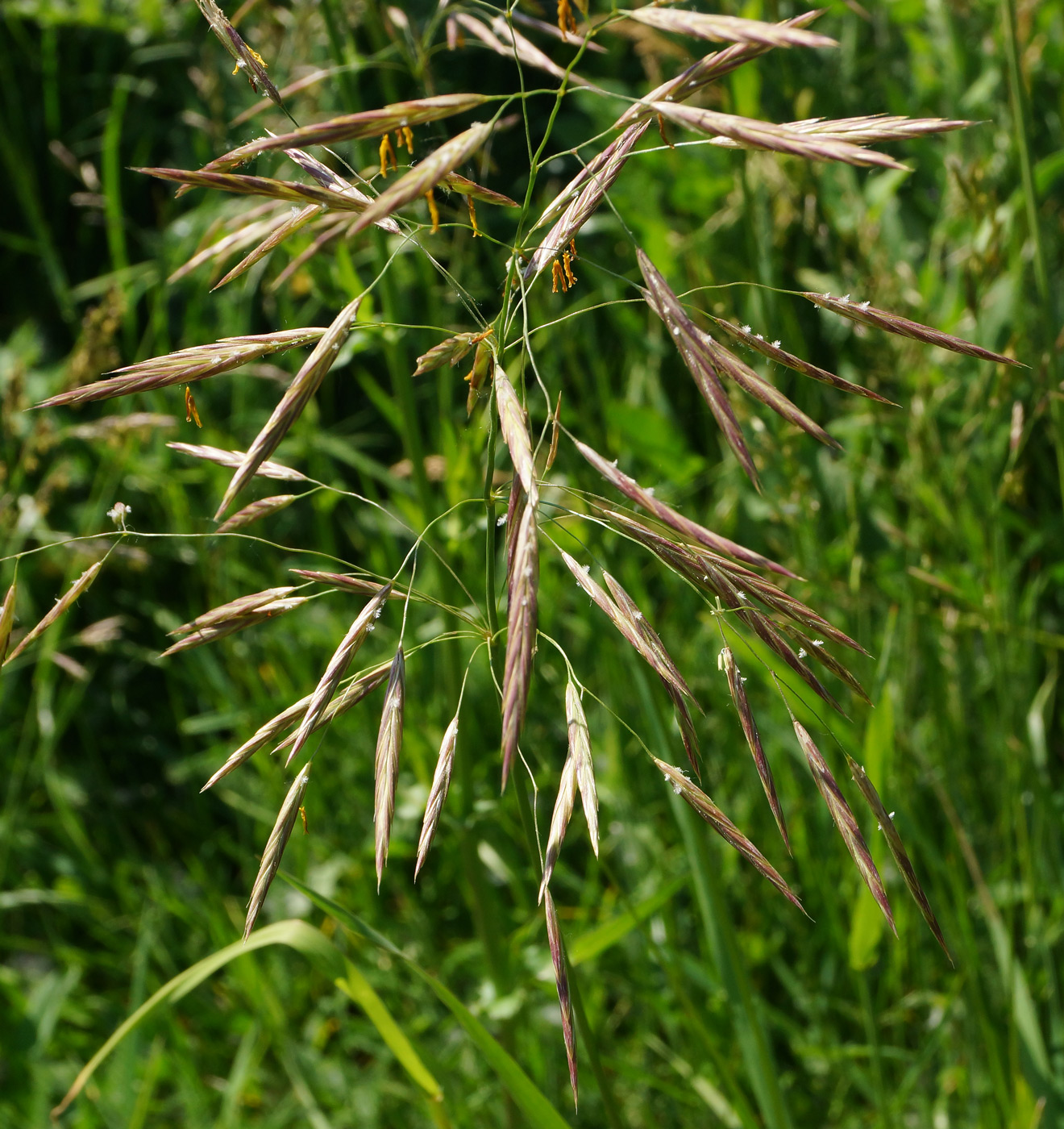 Изображение особи Bromopsis inermis.