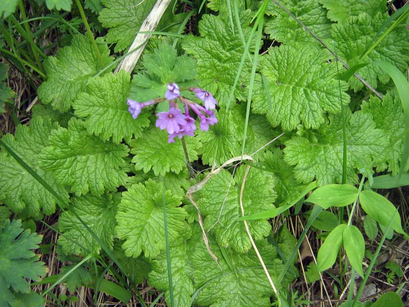 Image of Primula kaufmanniana specimen.