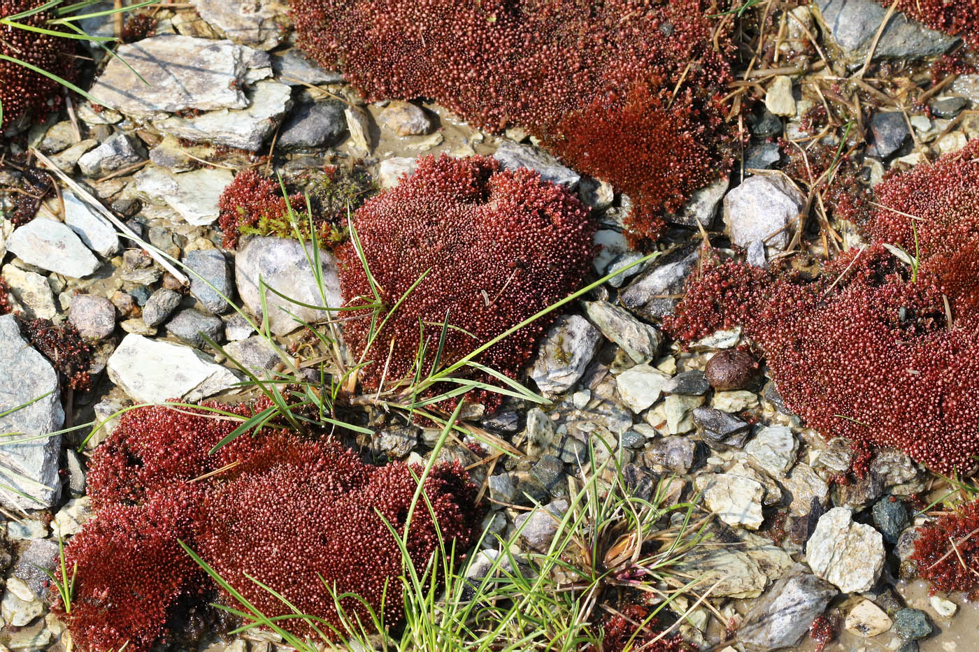 Изображение особи Bryum cryophilum.