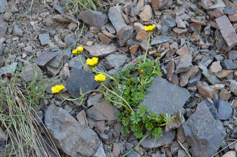 Image of Ranunculus rufosepalus specimen.