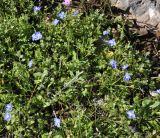 Veronica glauca