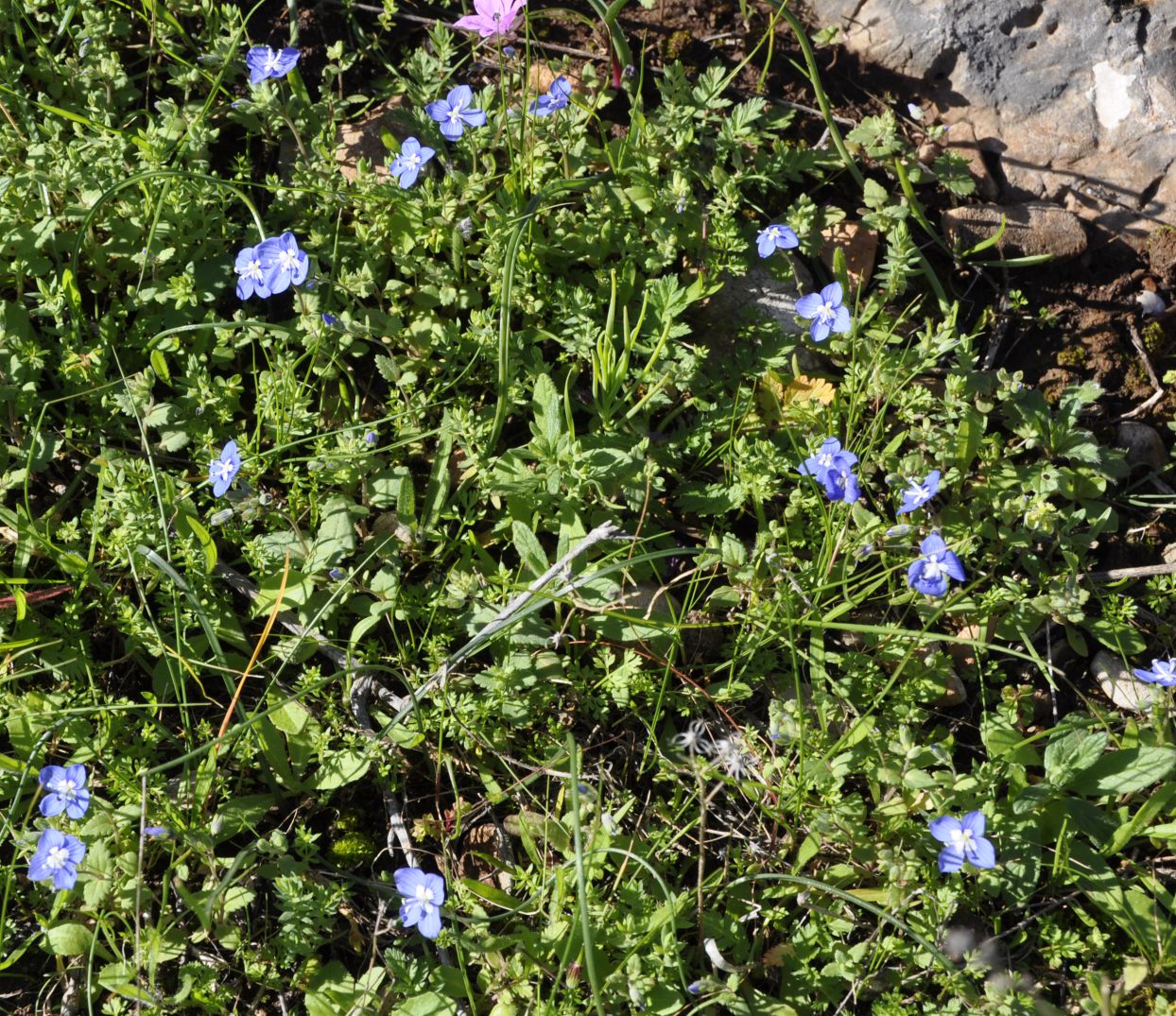 Image of Veronica glauca specimen.