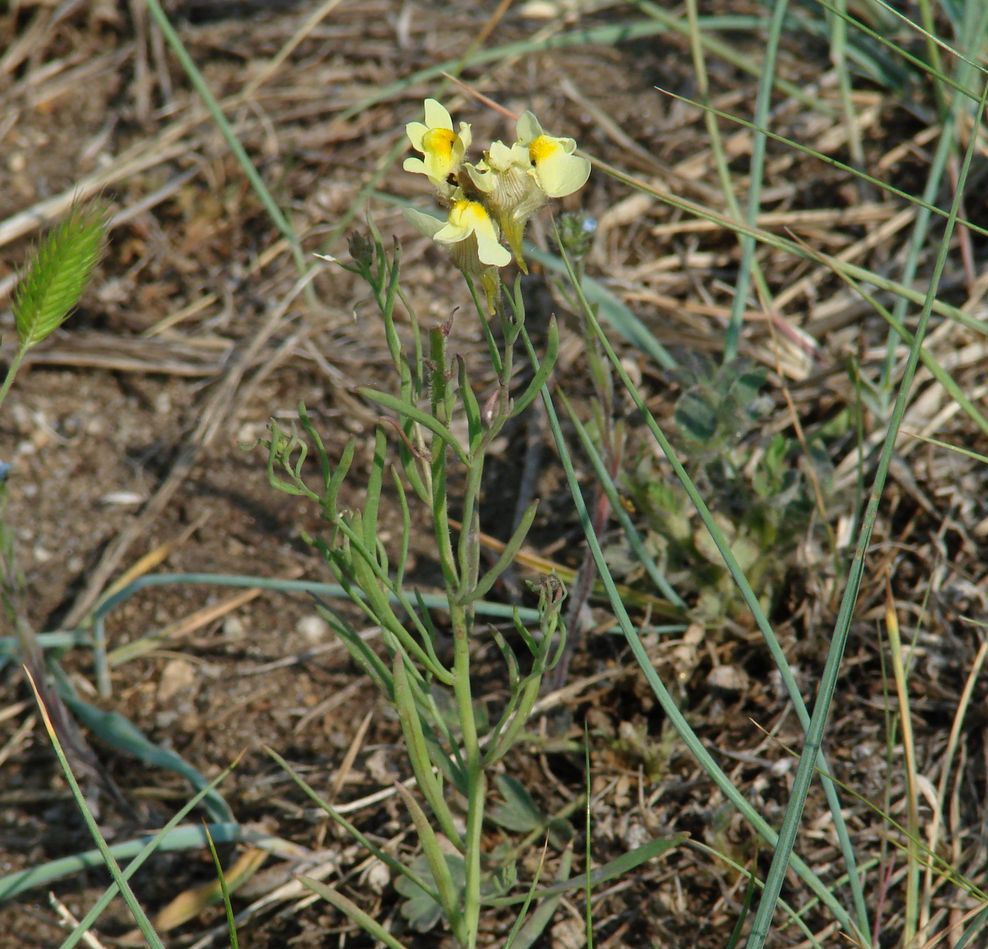 Image of Linaria buriatica specimen.