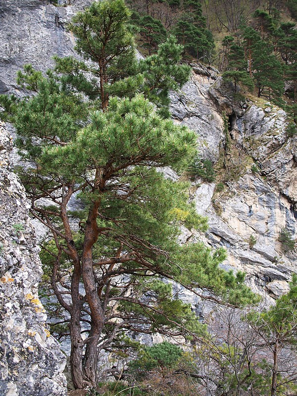 Image of Pinus sylvestris ssp. hamata specimen.