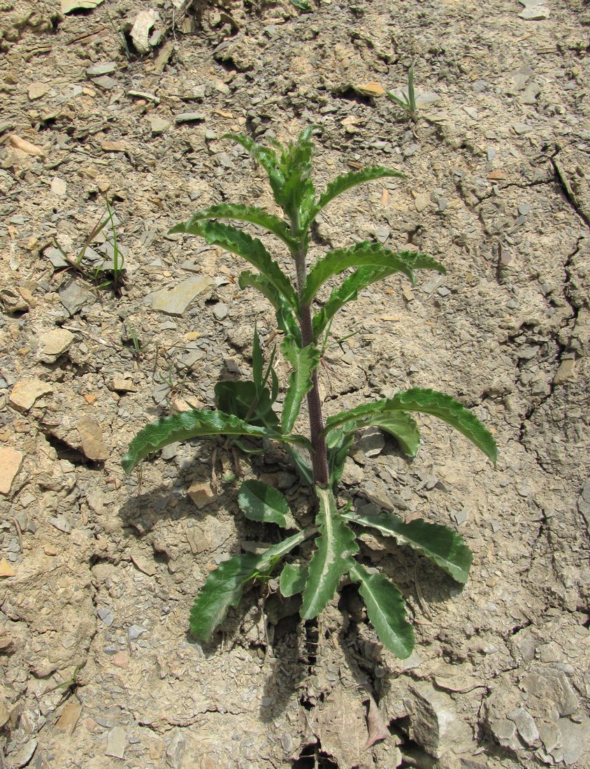 Image of genus Campanula specimen.