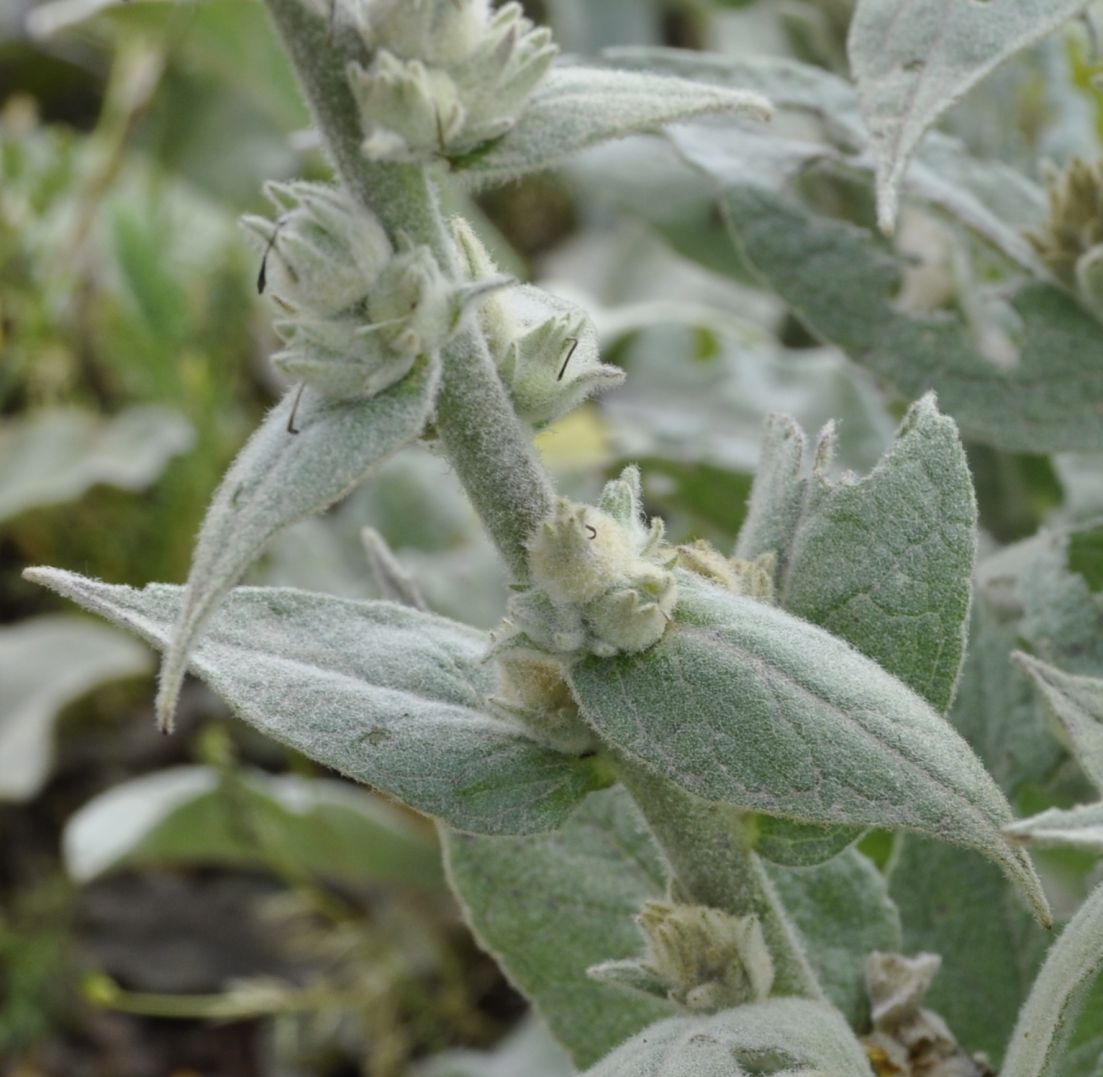 Image of genus Verbascum specimen.