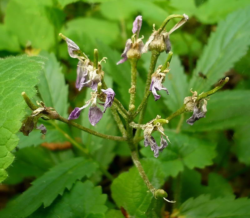 Image of Cardamine quinquefolia specimen.