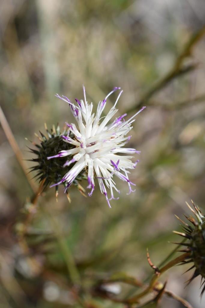 Image of Cousinia margaritae specimen.