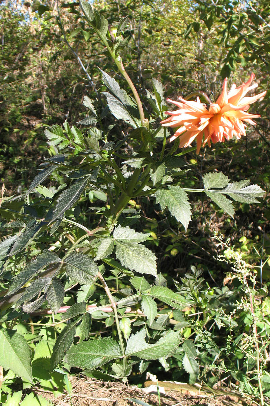 Image of Dahlia &times; cultorum specimen.