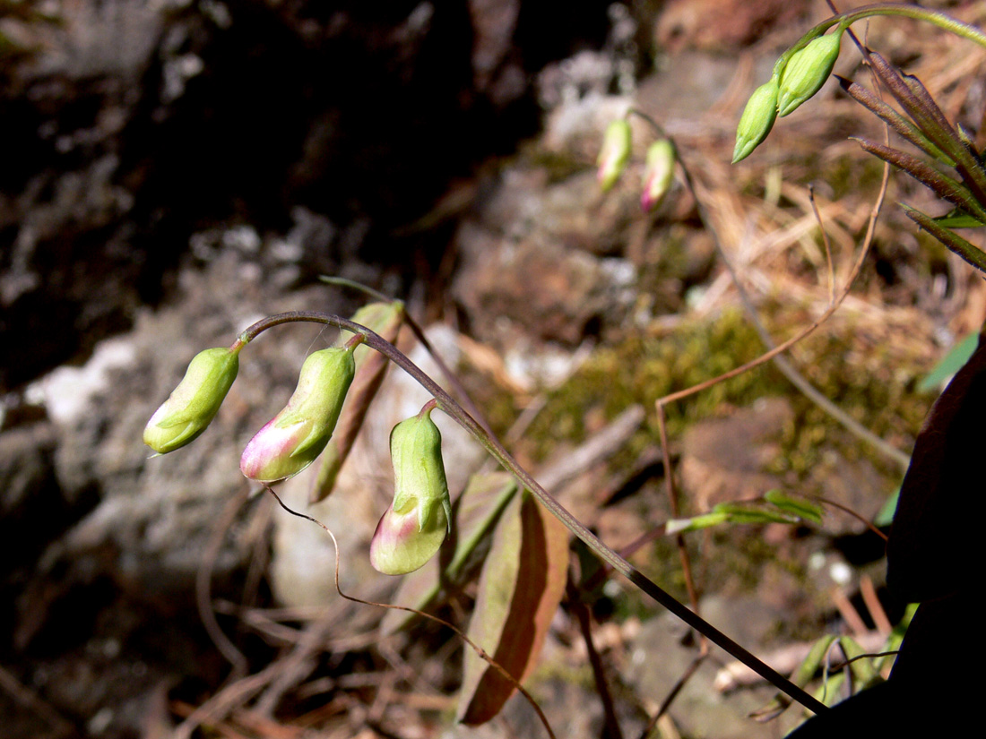 Image of Lathyrus humilis specimen.