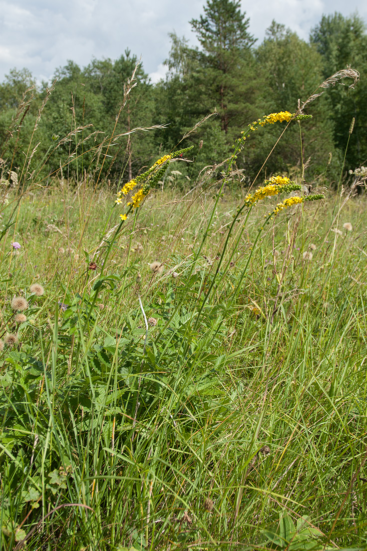 Изображение особи Agrimonia eupatoria.