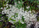 Cladonia stellaris