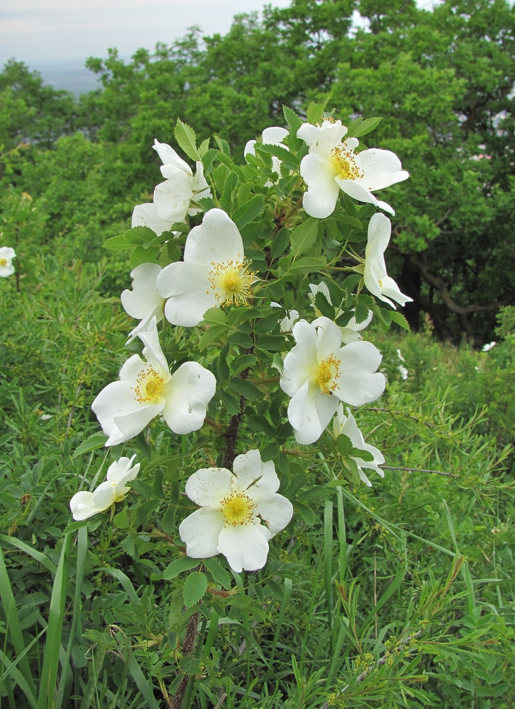 Image of Rosa spinosissima specimen.