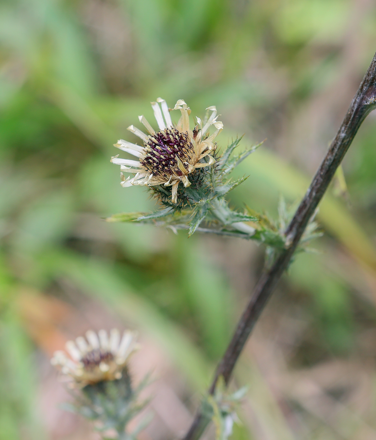 Изображение особи Carlina intermedia.