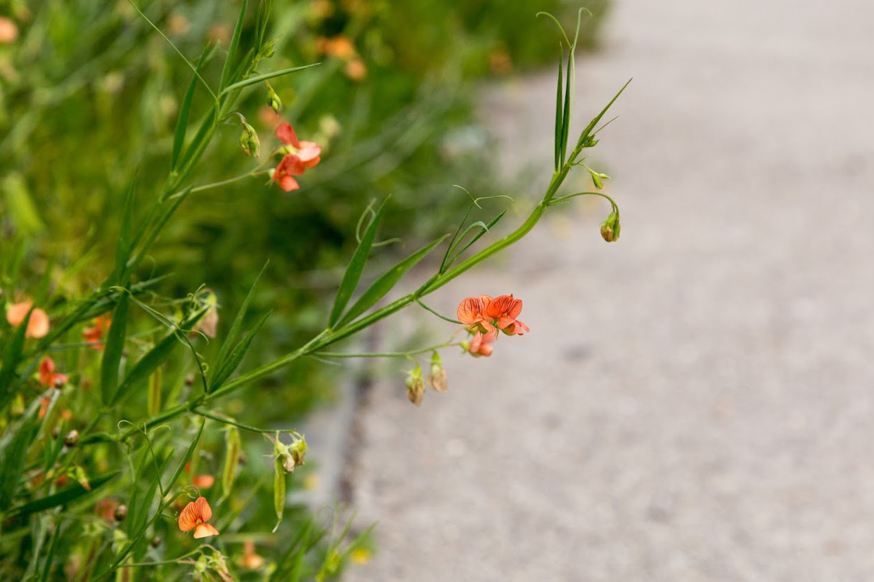 Изображение особи Lathyrus blepharicarpus.