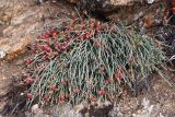 genus Ephedra. Растение с фруктификациями. Иркутская обл., Ольхонский р-н, окр. с. Сахюрта, кромка берегового склона к оз. Байкал. 14.07.2019.