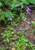 Campanula patula. Цветущее растение. Челябинская обл, Златоустовский гор. округ, хребет Большой Таганай, Двуглавая сопка, ≈ 600 м н.у.м., опушка смешанного леса. 06.08.2019.