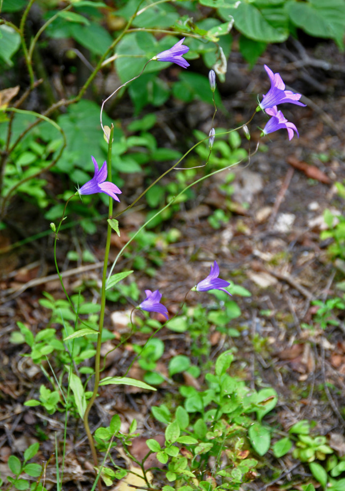 Image of Campanula patula specimen.