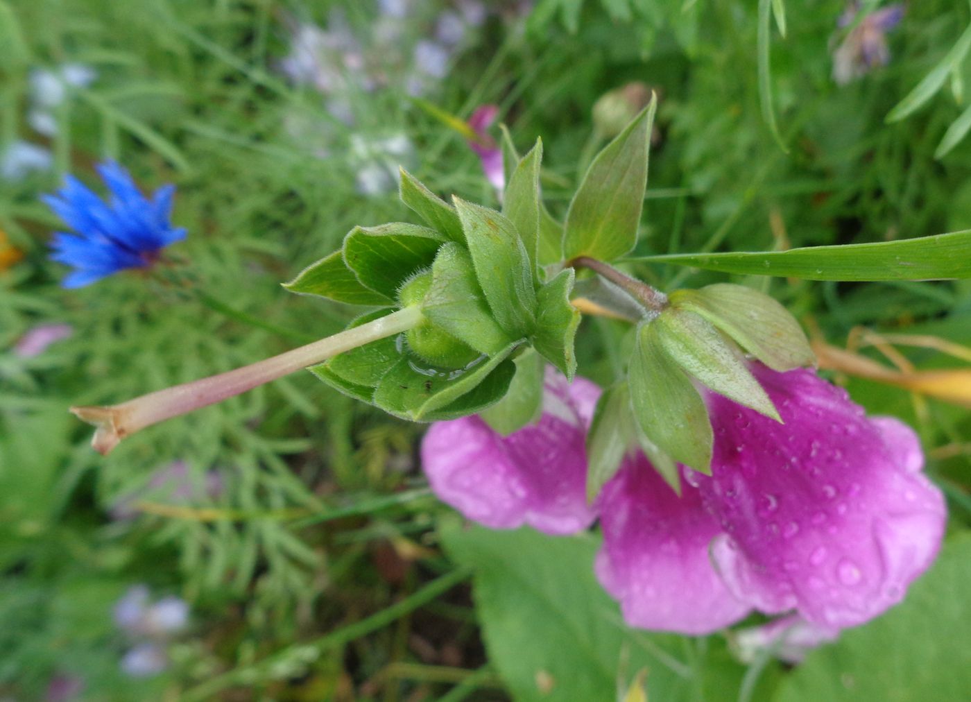 Image of Digitalis purpurea specimen.